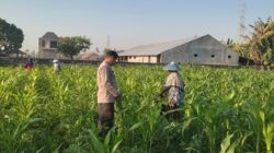 Wujud Sinergi Polri dan Petani, Bhabinkamtibmas Kuranji Dalang Perkuat Ketahanan Pangan Lombok Barat