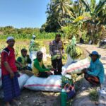 Bhabinkamtibmas Desa Bagik Papan Cek Panen Jagung, Dorong Warga Dukung Ketahanan Pangan