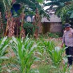 Sinergi Polsek Labuapi dan Petani Karang Bongkot Memperkuat Ketahanan Pangan Nasional
