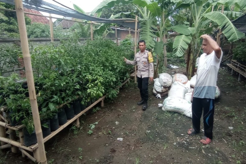 Solusi Keterbatasan Lahan, Bhabinkamtibmas Gerung Edukasi Warga Tanam Sayur Menggunakan Polybag