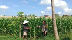 Dukung Swasembada Pangan, Polsek Labuapi Turun Langsung Mendampingi Petani di Lombok Barat