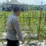 Bhabinkamtibmas Polsek Masbagik Kontrol Petani Dukung Ketahanan Pangan di Desa Masbagik Utara