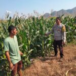 Bhabinkamtibmas Polsek Hu’u Pantau Lahan Jagung Warga, Dukung Program Ketahanan Pangan