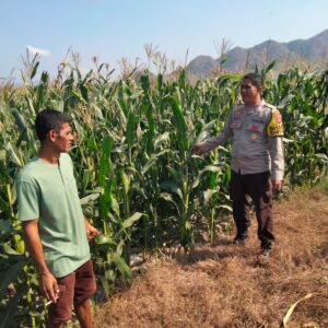 Bhabinkamtibmas Polsek Hu’u Pantau Lahan Jagung Warga, Dukung Program Ketahanan Pangan