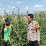 Dukung Ketahanan Pangan Nasional, Bhabinkamtibmas Kelurahan Lempeh Sambangi Warga Penggiat Tanaman Hortikultura