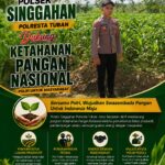 Polsek Singgahan Polresta Tuban Turun Cek Tanaman jagung Warga di Desa Saringembat