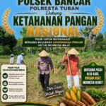 Tingkatkan Ketahanan Pangan Nasional, Anggota Polsek Bancar Tanam Jagung Bersama Warga Desa Ngujuran