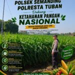 Polri Dukung Astacita, Polsek Semanding Polresta Tuban Turun Cek Tanaman jagung milik Warga di Desa Sambongrejo