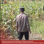 Bhabinkamtibmas Polsek Widang Monitoring Pertumbuhan Jagung