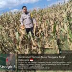 BHABINKAMTIBMAS DESA O’O CEK KESIAPAN LAHAN JAGUNG JELANG PANEN RAYA SERENTAK