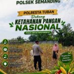 Polri Dukung Astacita, Polsek Semanding Polresta Tuban Turun Cek Tanaman jagung milik Warga di Desa Kowang