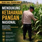 Polsek Tuban Dukung Ketahanan Pangan Nasional Melalui Monitoring Tanaman Jagung