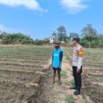Dukung Ketahanan Pangan Nasional, Bhabinkamtibmas Desa Suka Damai Sambangi Petani Cabai dan Dorong Pemanfaatan Pekarangan