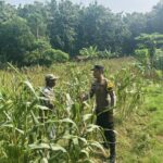 DUKUNG KETAHANAN PANGAN NASIONAL, BHABINKAMTIBMAS DESA PACING POLSEK PARENGAN MELAKSANAKAN PENDAMPINGAN PETANI JAGUNG DI DESA PACING KEC. PARENGAN.