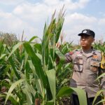 Polsek Kenduruan Polresta Tuban Dukung Program Asta Cita Presiden, Bhabinkamtibmas Desa Sokogrenjeng Cek Lahan Jagung Milik Warga