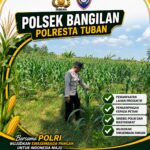 POLSEK BANGILAN DUKUNG KETAHANAN PANGAN MELALUI MONITORING TANAMAN JAGUNG