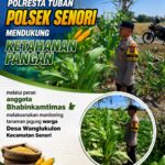 Dalam Rangka Mendukung Ketahanan Pangan Nasional Anggota Bhabinkamtibmas Polsek Senori Polresta Tuban Monitoring Kondisi Tanaman Jagung di Desa Wanglukulon