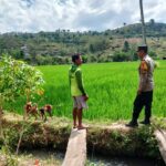 Dukung Ketahanan Pangan Nasional, Bhabinkamtibmas Desa Kerekeh Sambangi Petani Padi dan Dorong Perawatan Tanaman Optimal