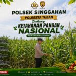 Polsek Singgahan Polresta Tuban Turun Cek Tanaman jagung Warga di Desa Mulyoagung