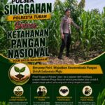 Polsek Singgahan Polresta Tuban Turun Cek Tanaman jagung Warga di Desa Mulyorejo