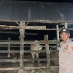Gelar Patroli KRYD Dini Hari, Polsek Sekotong Sasar Area Kandang Ternak Warga di Cendi Manik