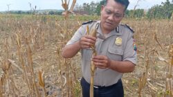 Dukung Astacita Presiden RI, Polsek Kenduruan Polresta Tuban Bantu Warga Panen Jagung
