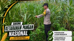 POLSEK BANGILAN DUKUNG KETAHANAN PANGAN NASIONAL