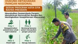 ANGGOTA POLSEK GRABAGAN SAMBANG DESA BINAAN, PANTAU LAHAN JAGUNG DAN MEMASTIKAN SISTEM IRIGASI MASIH LANCAR