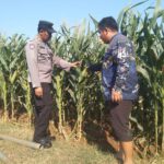 Dukung Astacita Presiden RI, Bhabinkamtibmas Polsek Jenu Polresta Tuban Cek Perkembangan Tanaman Jagung Warga
