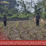 Bhabinkamtibmas Polsek Widang Monitoring Pertumbuhan Jagung