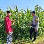 Bhabinkamtibmas Desa Jurumapin Sambangi Petani dan Pantau Pertumbuhan Tanaman Jagung