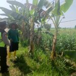 Polri Dukung Astacita, Polsek Rengel Polres Tuban Turun Cek Tanaman Jagung Warga di Desa Rengel