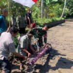 Sinergi TNI dan Petani Percepat Modernisasi Pertanian Suranadi