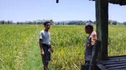 Dukung Ketahanan Pangan Nasional, Bhabinkamtibmas Desa Pungkit Sambangi Petani dan Cek Langsung Lahan Sawah Warga