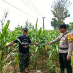 Polsek Tambakboyo Polres Tuban Turun Cek Tanaman jagung Warga di Desa Ngulahan