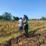 Polri Dukung Astacita, Polsek Rengel Polresta Tuban Turun Cek Tanaman Jagung Warga di Desa Sawahan