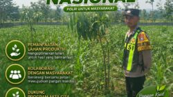 Polsek Singgahan Polresta Tuban Turun Cek Tanaman jagung Warga di Desa Mulyorejo