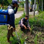 Dukung Astacita Presiden RI, Bhabinkamtibmas Polsek Jenu Polresta Tuban Cek Perkembangan Tanaman Jagung Warga