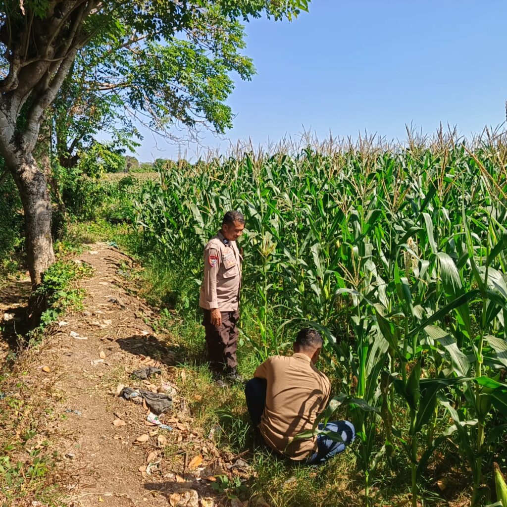 Dukung Ketahanan Pangan Nasional, Bhabinkamtibmas Desa Labuhan Pidang Tinjau dan Motivasi Petani Jagung