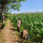 Dukung Ketahanan Pangan Nasional, Bhabinkamtibmas Desa Labuhan Pidang Tinjau dan Motivasi Petani Jagung