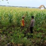 Polri dukung progam Astacita, Polsek Jatirogo Polresta Tuban Turun Cek Tanaman jagung Warga di Desa Paseyan