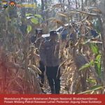 Mendukung Program Ketahanan Pangan, Polsek Widang Patroli Kawasan Lahan Pertanian Jagung