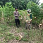 Polsek Grabagan Polresta Tuban Turun Langsung Cek Tanaman Jagung Warga