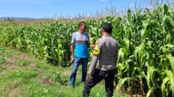 Melalui Bhabinkamtibmas, Polsek Kempo Perkuat Produktivitas Pertanian dan Kesejahteraan Warga