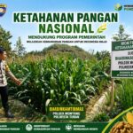 Polsek Montong Polresta Tuban Turun Cek Tanaman jagung Warga di Desa Pakel