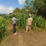 Dukung Ketahanan Pangan Nasional, Bhabinkamtibmas Desa Boal Sambangi Warga dan Cek Lahan Jagung Produktif