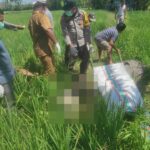 Seorang Wanita Warga Dete Ditemukan Meninggal Dunia di Persawahan, Polsek Lape Bergerak Cepat Olah TKP