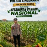 Polsek Singgahan Polresta Tuban Turun Cek Tanaman jagung Warga di Desa Lajo Lor