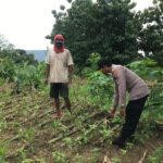 Polri Dukung Astacita, Polsek Grabagan Polresta Tuban Turun Cek Tanaman jagung milik Warga di Desa Grabagan