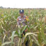 Dukung Astacita Presiden, Polsek Kenduruan Polresta Tuban Perkuat Ketahanan Pangan Melalui Pendampingan Petani Jagung